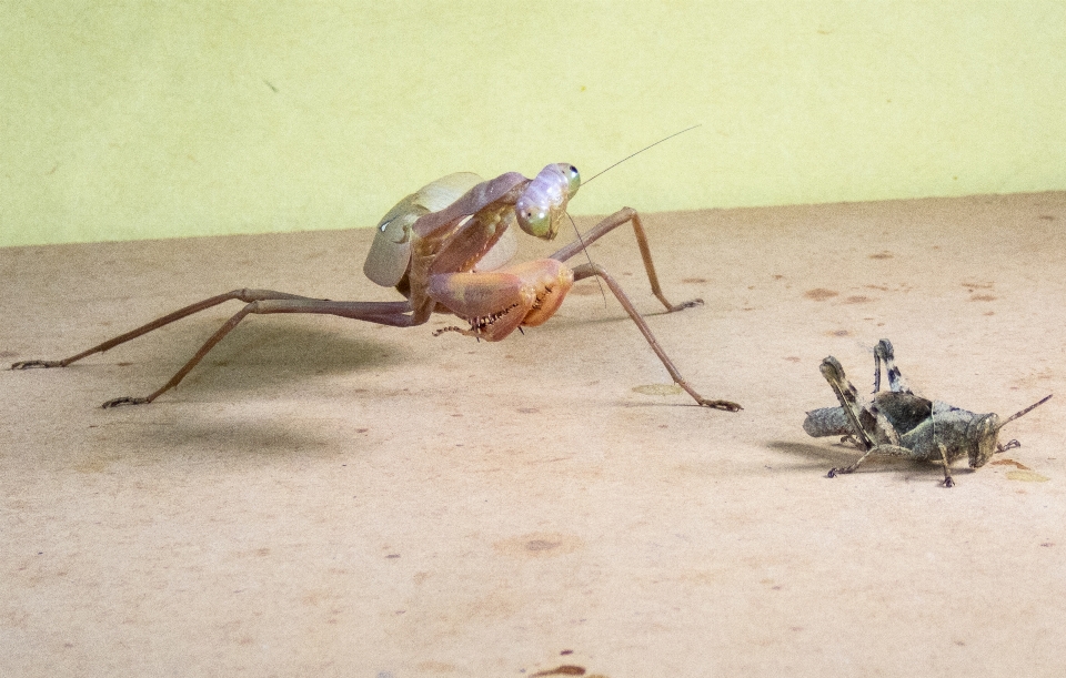 Mantide
 insetto natura a caccia