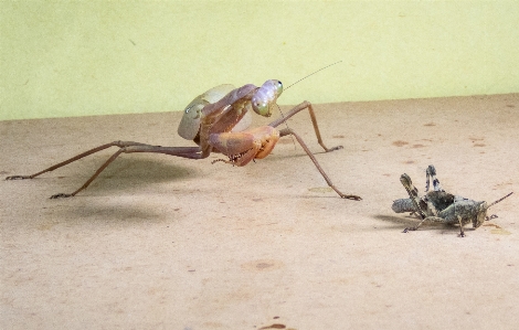 Mantis insect nature hunting Photo