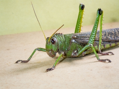 Grasshopper insect locust damage Photo