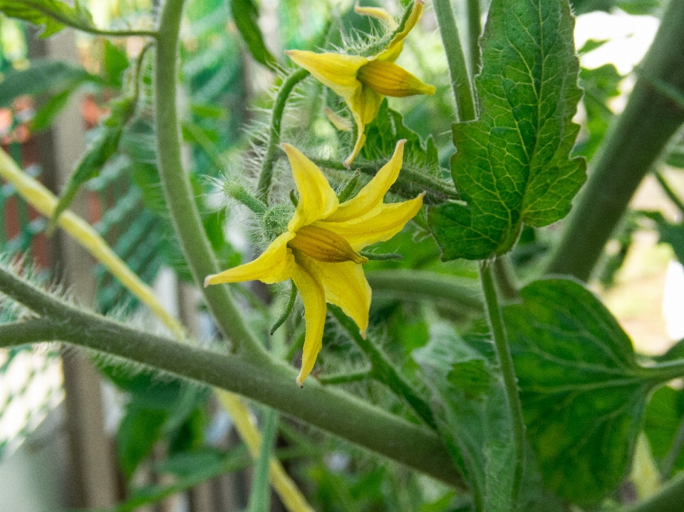 Flower tomato blooming