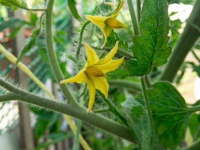 Flower tomato blooming Photo