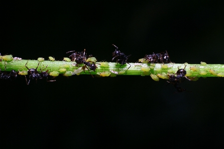 Foto Inseto formigas pretas
 bebês
 atividade