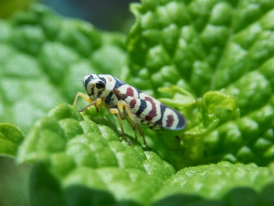 Grillo bug insect cricket Photo