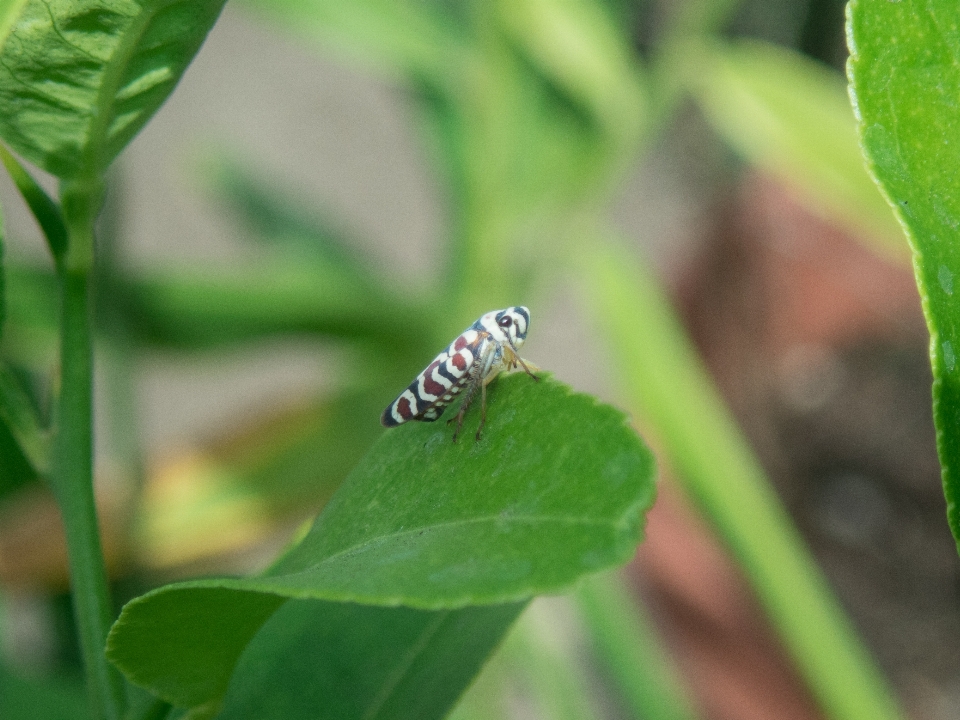 グリロ
 バグ 虫 クリケット