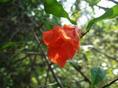 Flower macro desert flora Photo