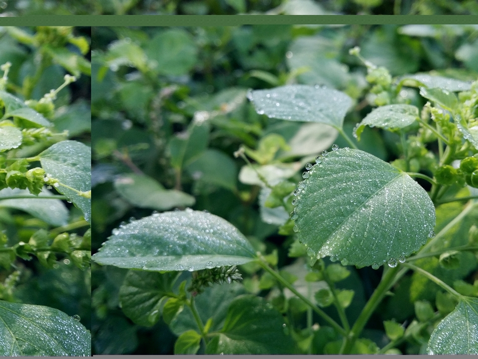 Morning leaves water drop