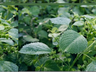 Morning leaves water drop Photo