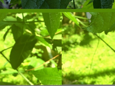 Sunny day leaves macro leaf Photo