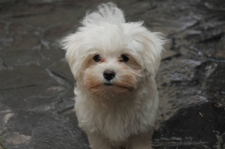 Foto Neve filhote de cachorro bicho estimação lar