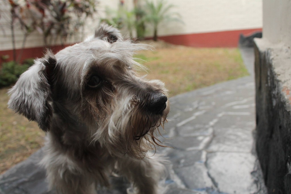 Nero cucciolo animale domestico casa