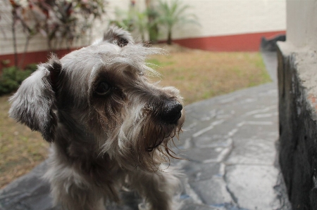 Black puppy pet home Photo