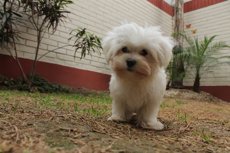 Foto Salju anak anjing peliharaan rumah