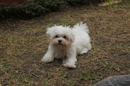 Foto Salju anak anjing peliharaan rumah