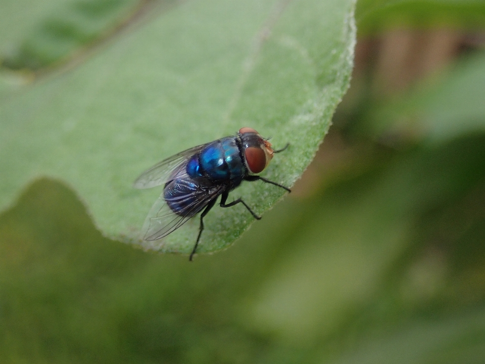 Fly insect invertebrate flying