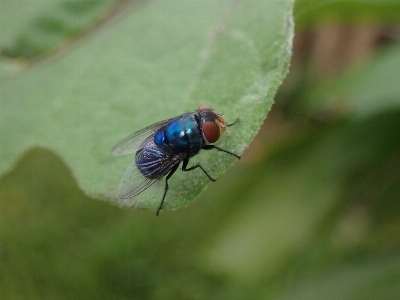 Fliege insekt wirbellos fliegend Foto