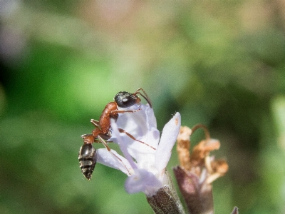 Ant insect invertebrate bug Photo