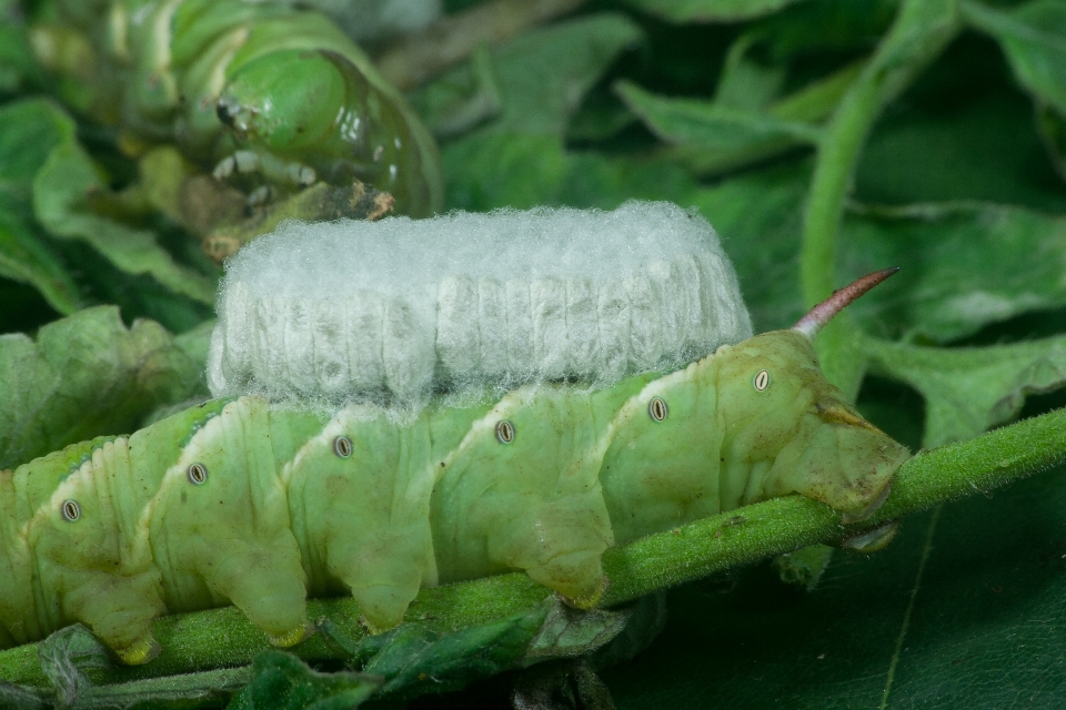 Hornworm organic insect butterfly