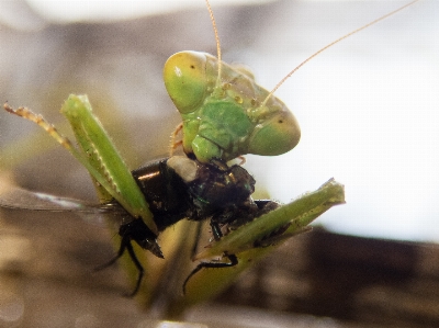 Mantis religious insect feeding Photo