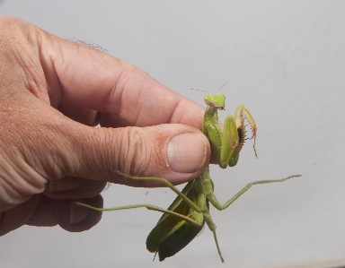 Photo Mante religieuse
 insecte chasseur nature