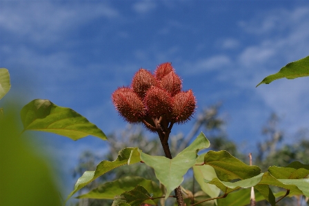 Foto Tanaman tumbuh-tumbuhan flora daun