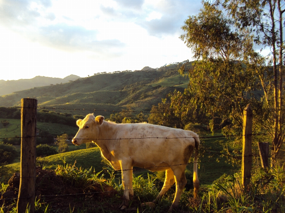 Mucca bestiame come mammifero
 pascolo
 cielo