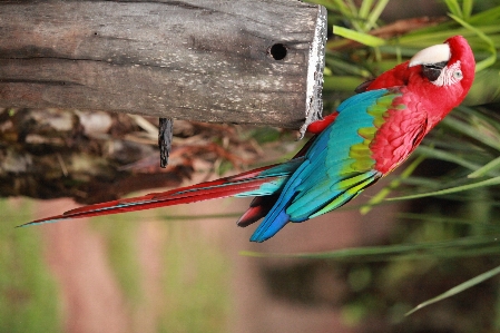 Exotic bird parrot macaw Photo