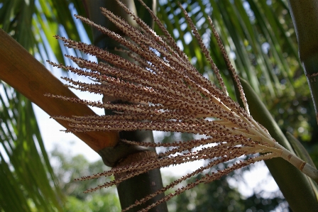 Exotic fruit flora plant grass family Photo