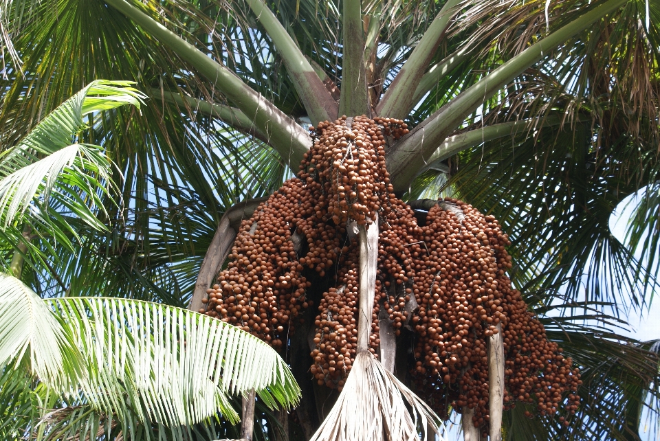 Fruta exótica
 árbol planta arecales
