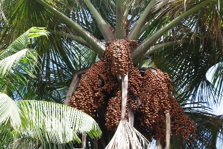 Exotic fruit tree plant arecales Photo