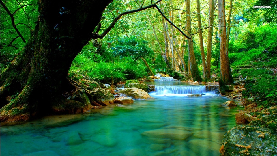 Fiume acqua vegetazione natura