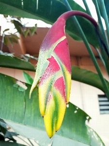 Foto Merah kuning kebun pohon