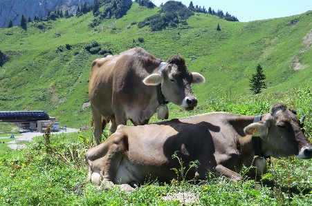 Cows mountain pasture grassland Photo