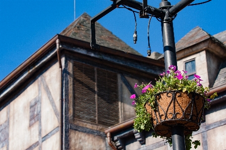 Flower sky town tree Photo