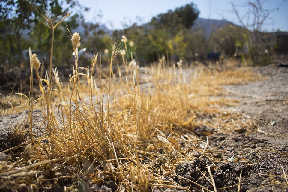 Campo de grano
 ecosistema
 césped familia las gramíneas
