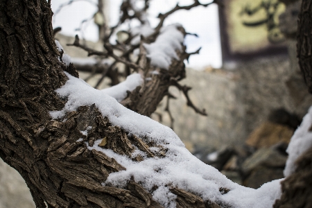 Tree snow winter woody plant Photo