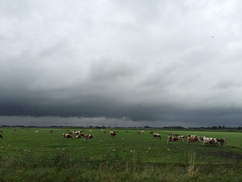 Vacas
 pastagem
 céu pasto
