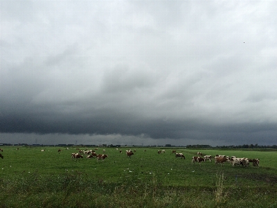 Cows grassland sky pasture Photo