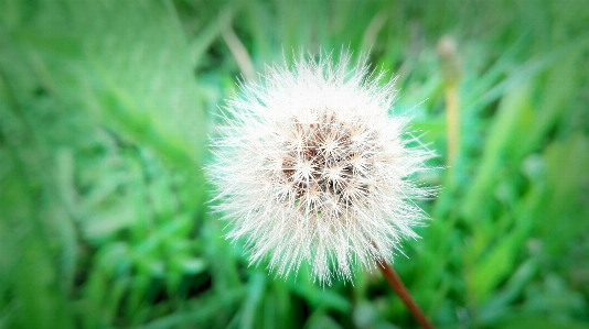 Dandelion white nature flower Photo