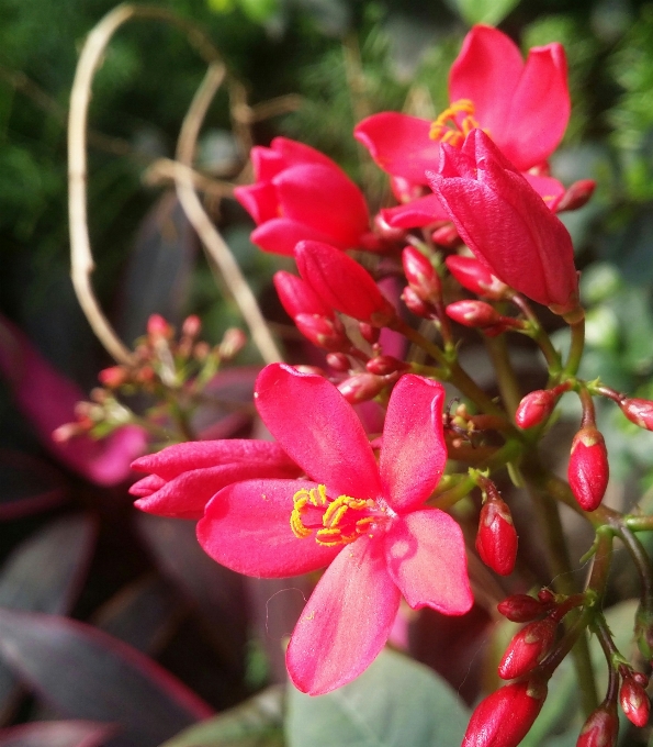 Floral nature background flower