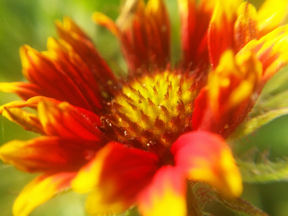 Floral nature background flower