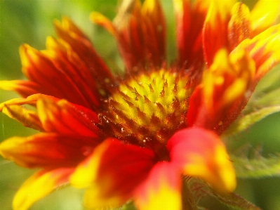 Floral nature background flower Photo