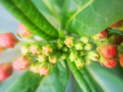 Floral nature background flower Photo