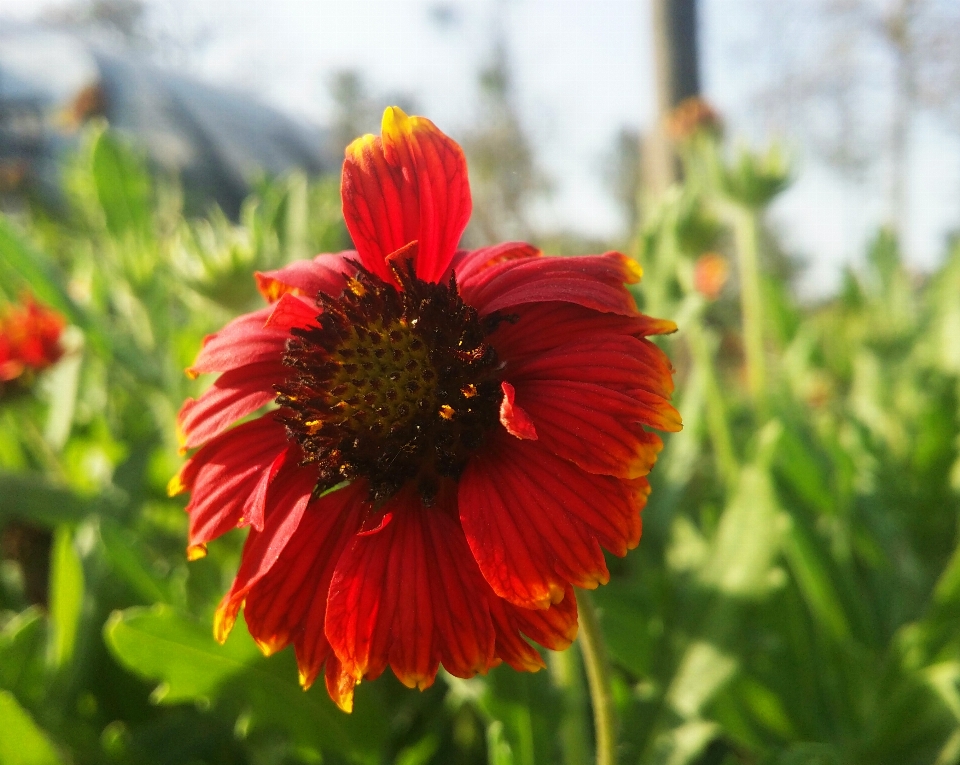 Floral nature background flower