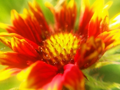 Floral nature background flower Photo