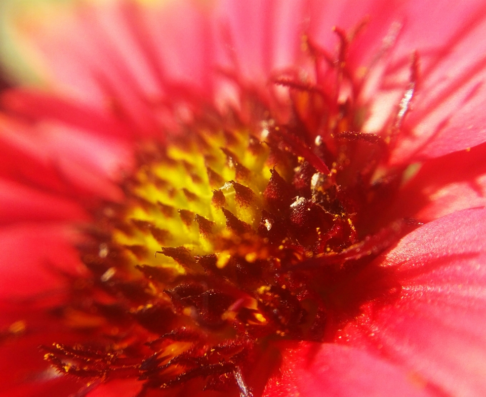 Floral nature background flower