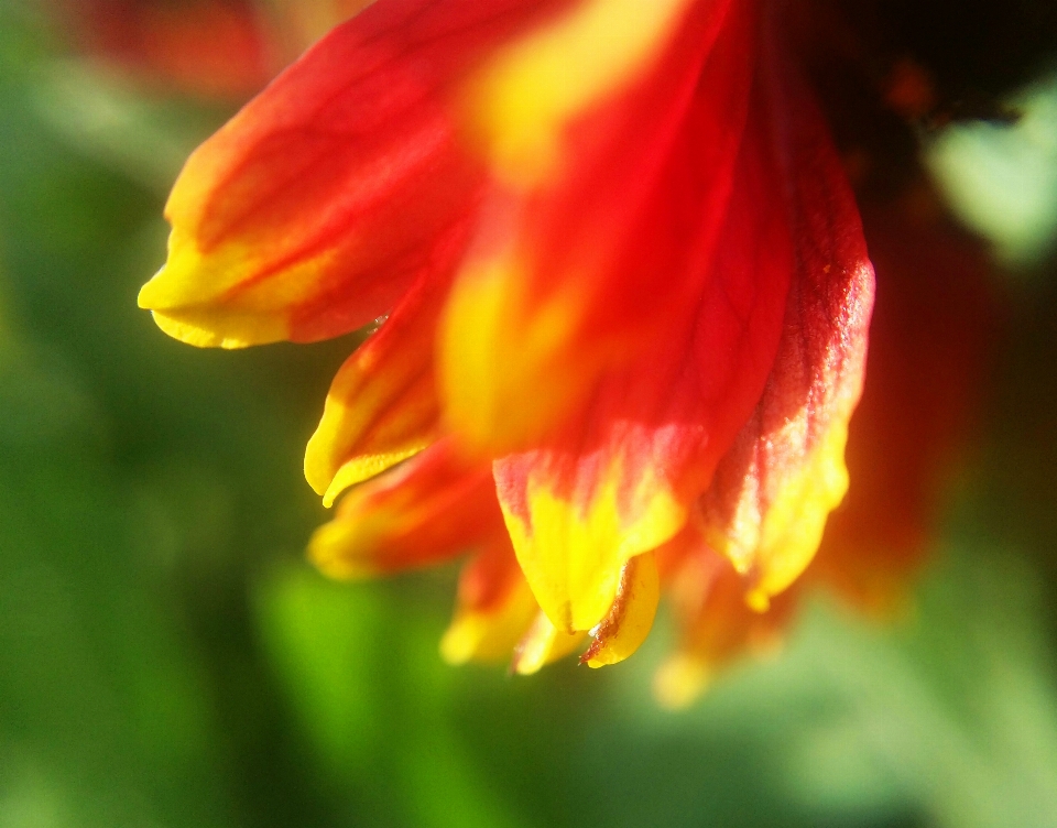 Floral nature background flower