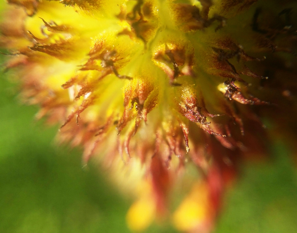 Floral nature background flower