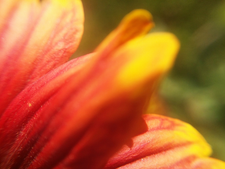 Floral nature background flower