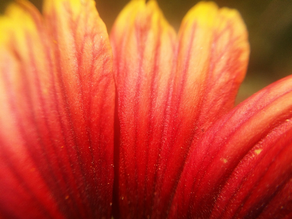 Floral nature background flower