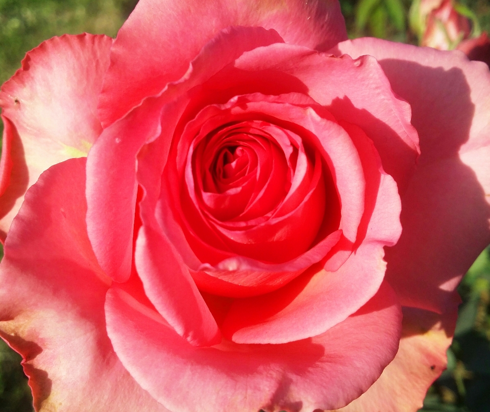 Floral nature background flower